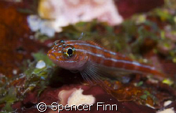 Triplefin with a 60mm lens by Spencer Finn 